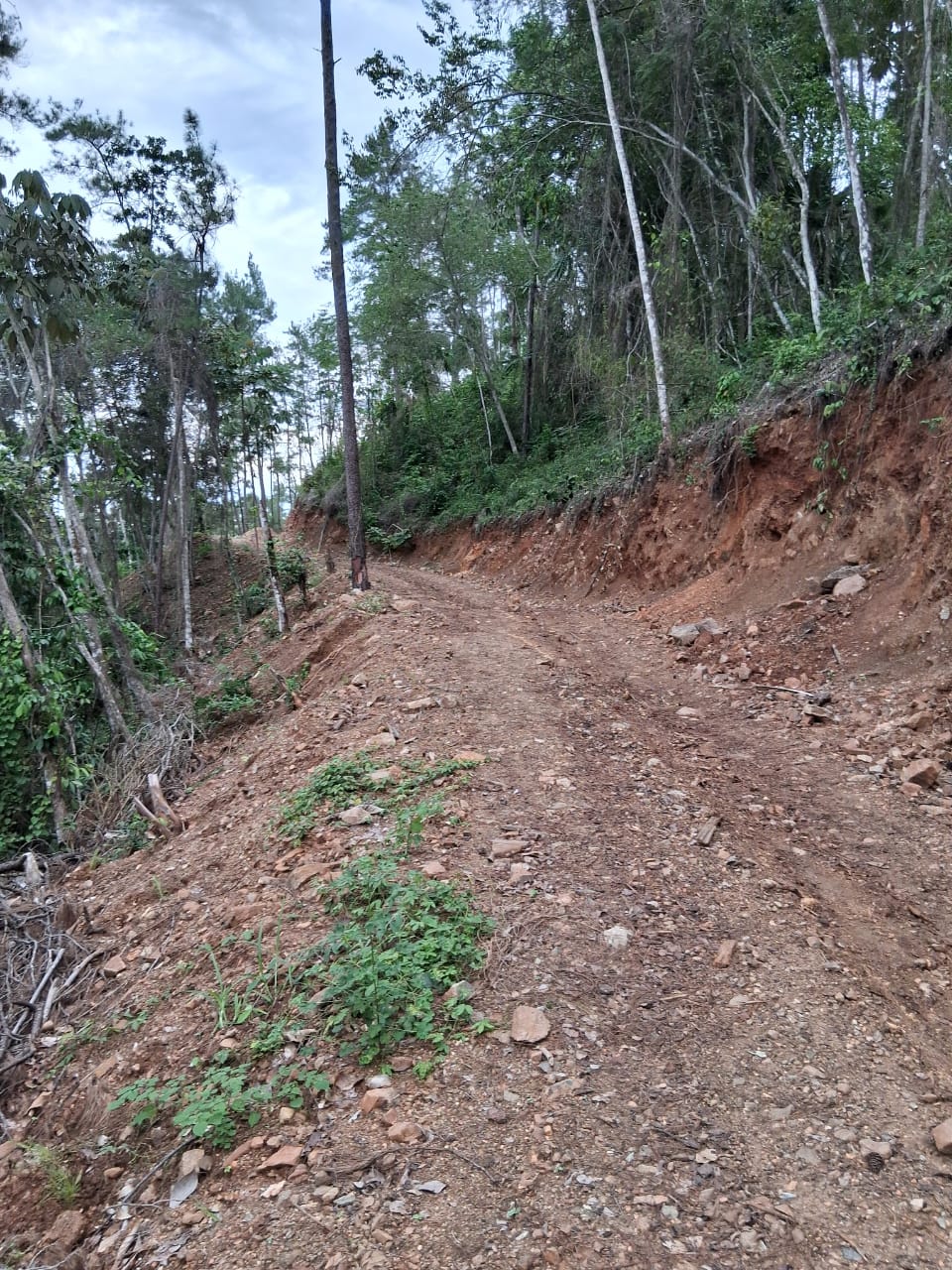 Denuncian tala indisicriminada de pinos en Villa Los Almacigos