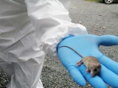 Panamá confirma primera muerte por hantavirus en 2026