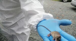 Panamá confirma primera muerte por hantavirus en 2026