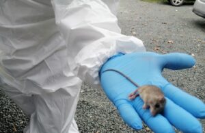 Panamá confirma primera muerte por hantavirus en 2026