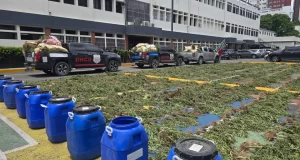 DNCD decomisa 3,533 plantas de marihuana en operativo realizado en San José de Ocoa