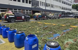 DNCD decomisa 3,533 plantas de marihuana en operativo realizado en San José de Ocoa