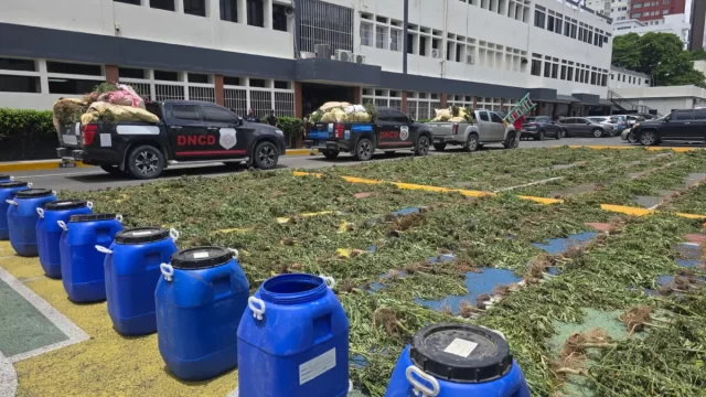 DNCD decomisa 3,533 plantas de marihuana en operativo realizado en San José de Ocoa