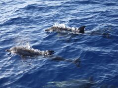 RD participará en la mayor exploración científica de aguas profundas del Caribe