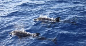 RD participará en la mayor exploración científica de aguas profundas del Caribe