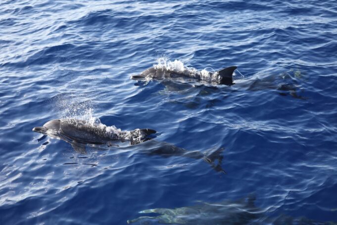 RD participará en la mayor exploración científica de aguas profundas del Caribe